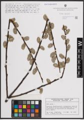 Foto von Salix caprea L.